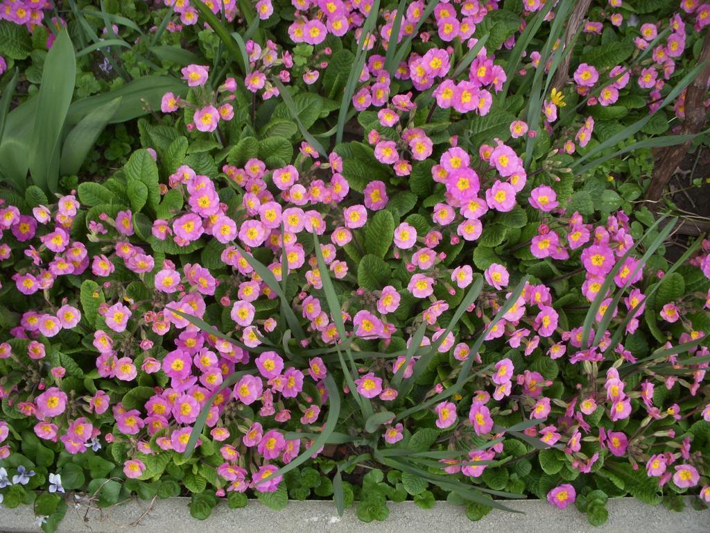 Garden Szivarvany Utcai Vendeghaz Сегед Стая снимка